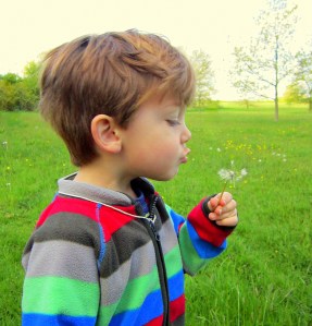 blow dandelion2